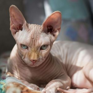 Sphynx Cat Secrets: Why Owners Are Obsessed with This Breed