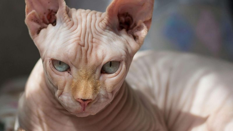 Sphynx Cat Secrets: Why Owners Are Obsessed with This Breed