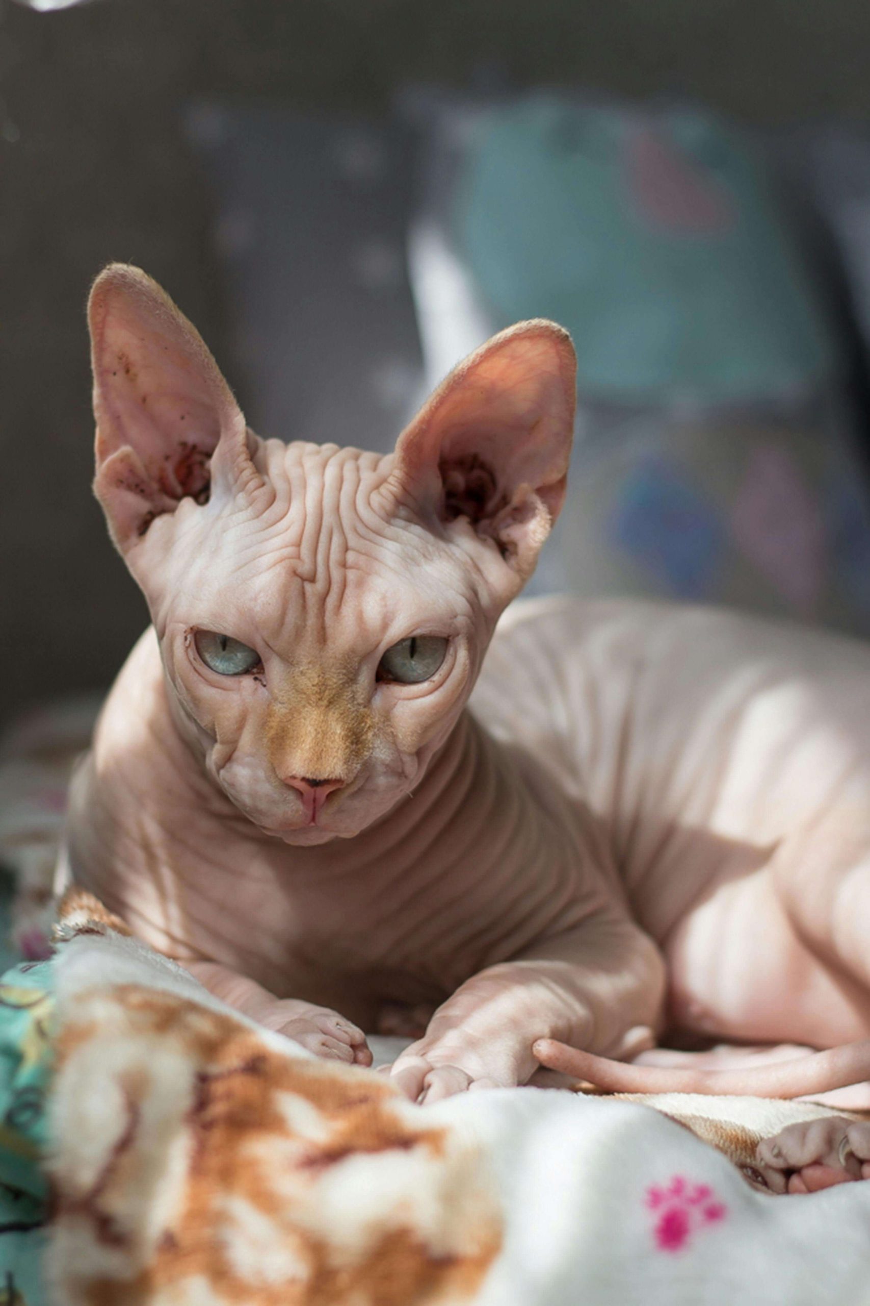Sphynx Cat Secrets: Why Owners Are Obsessed with This Breed