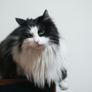 Discover the Norwegian Forest Cat: The Best Low-Allergy Pet