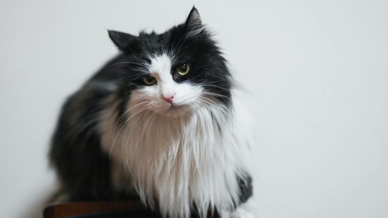 Discover the Norwegian Forest Cat: The Best Low-Allergy Pet