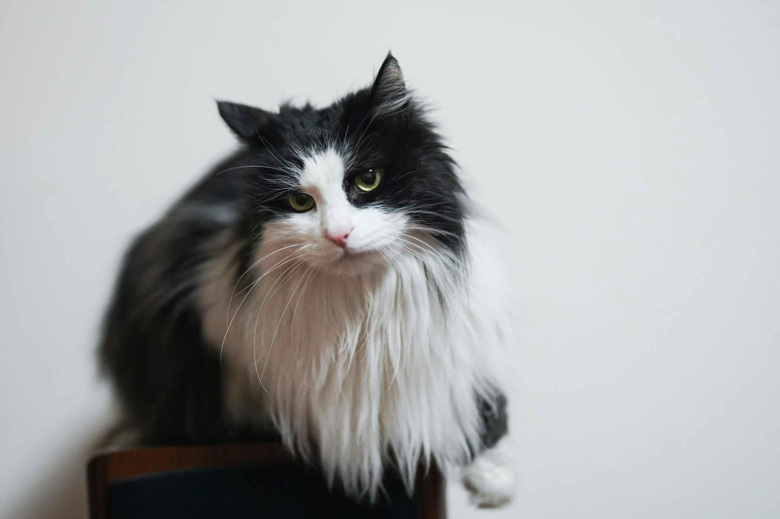 Discover the Norwegian Forest Cat: The Best Low-Allergy Pet