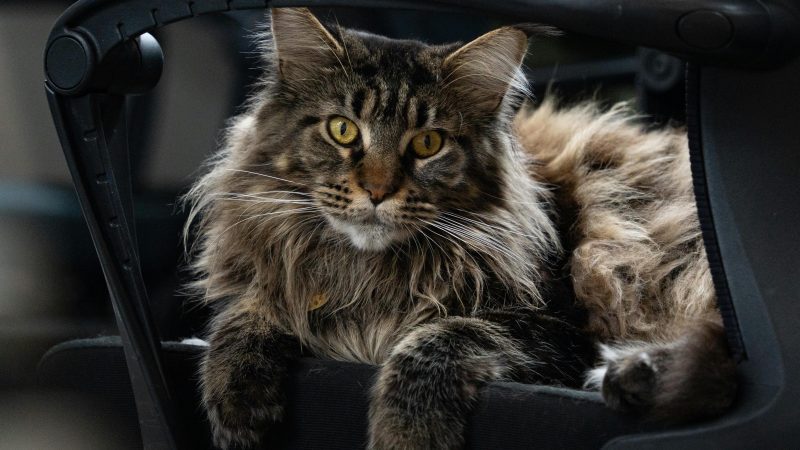Maine Coon Cat Care: Is This Breed Right for You?