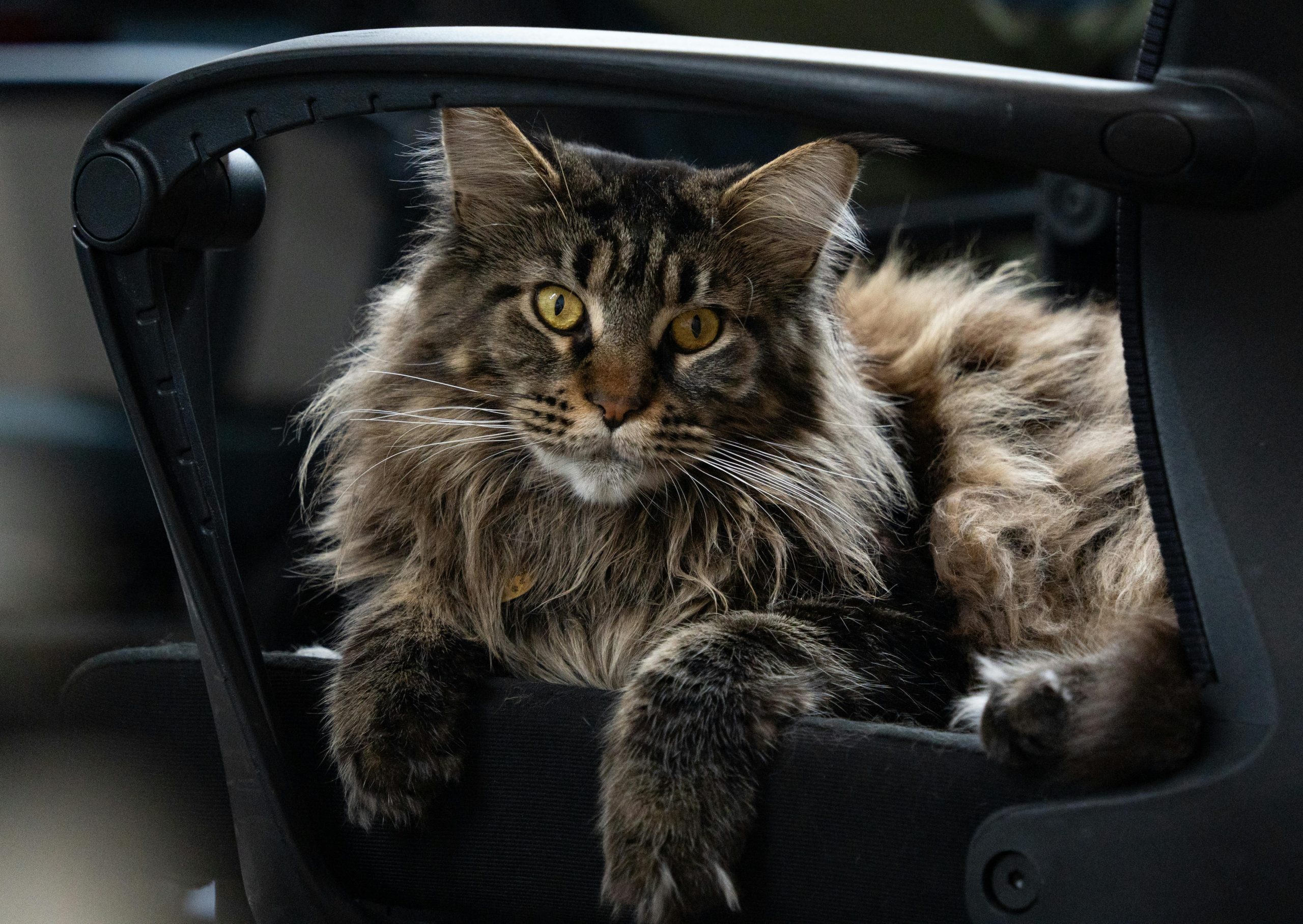 Maine Coon Cat Care: Is This Breed Right for You?