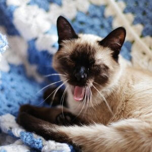 Is the Siamese Cat Right for You? A Complete Guide