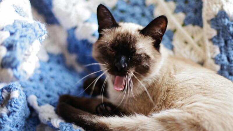 Is the Siamese Cat Right for You? A Complete Guide