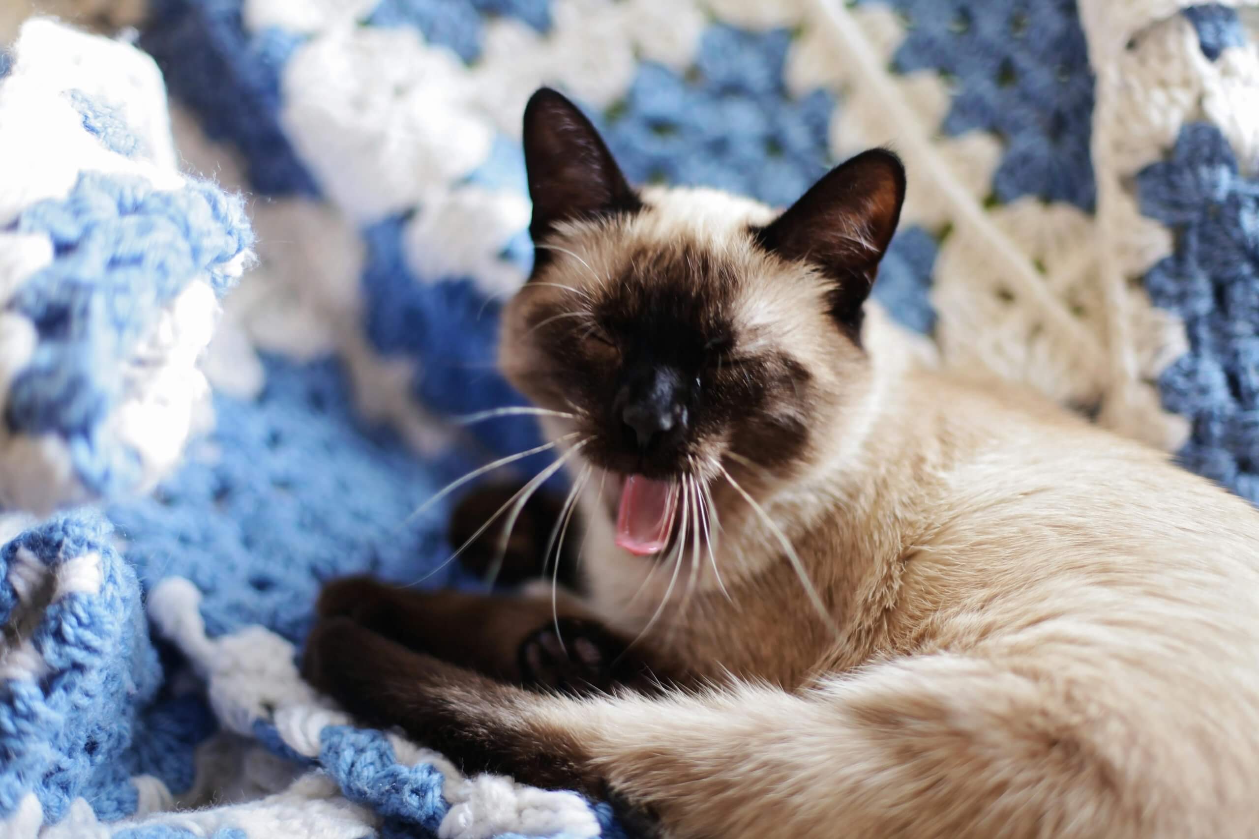 Is the Siamese Cat Right for You? A Complete Guide