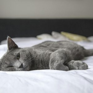 Is the British Shorthair Cat the Right Pet for You?