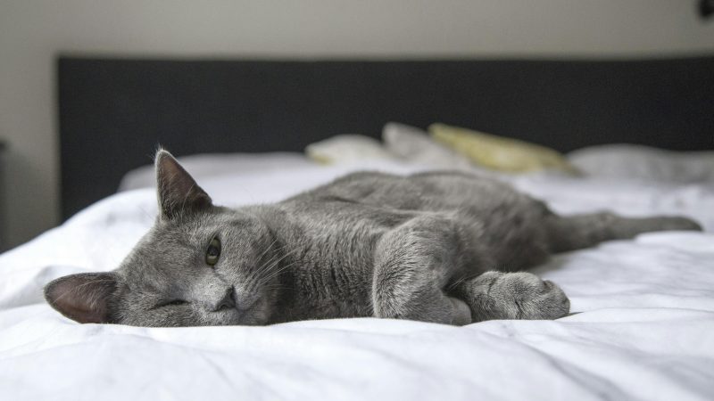 Is the British Shorthair Cat the Right Pet for You?