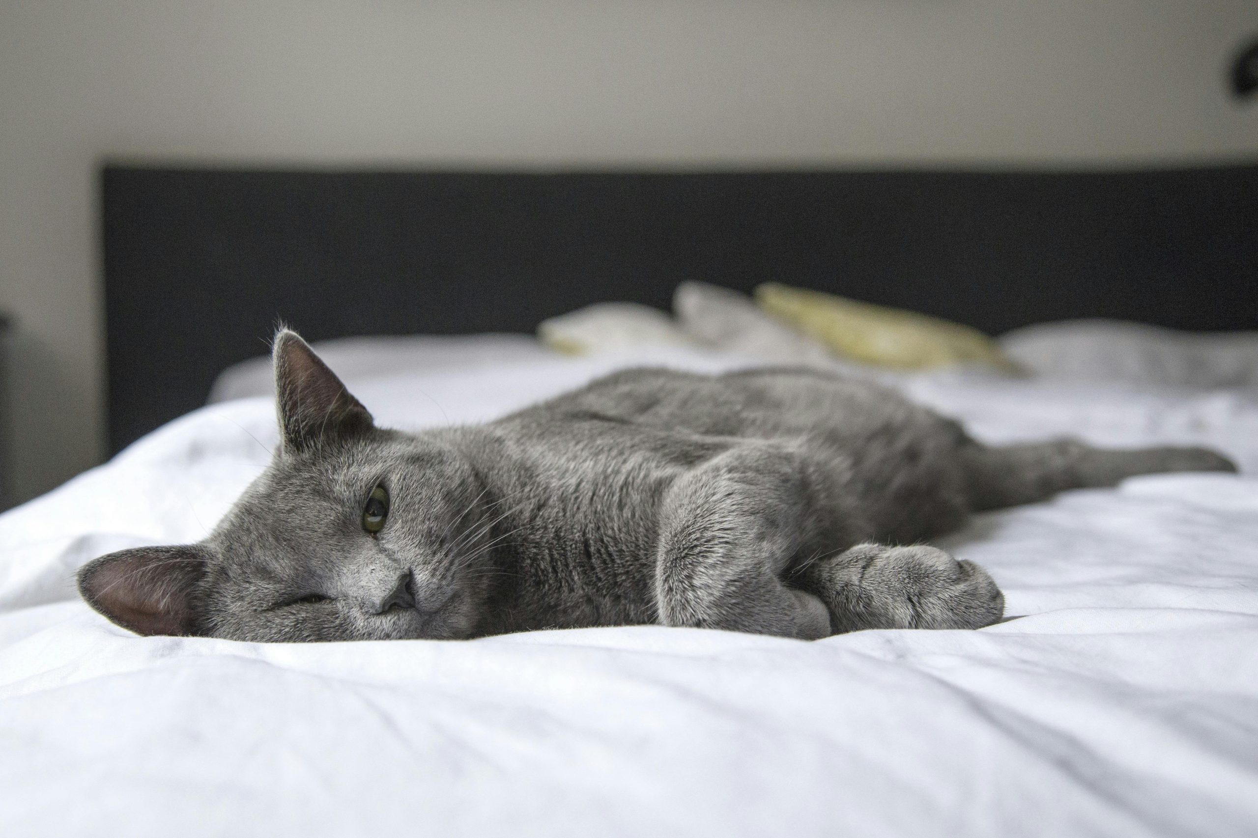Is the British Shorthair Cat the Right Pet for You?