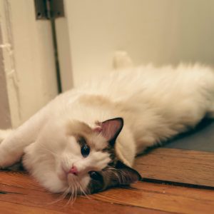 Ragdoll Cat Care: What You Need to Know