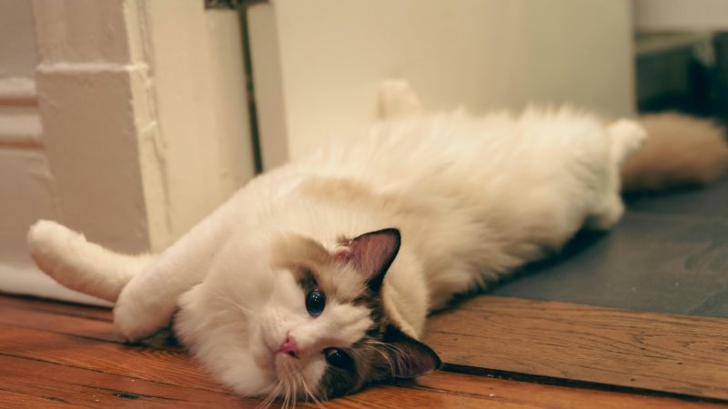 Ragdoll Cat Care: What You Need to Know