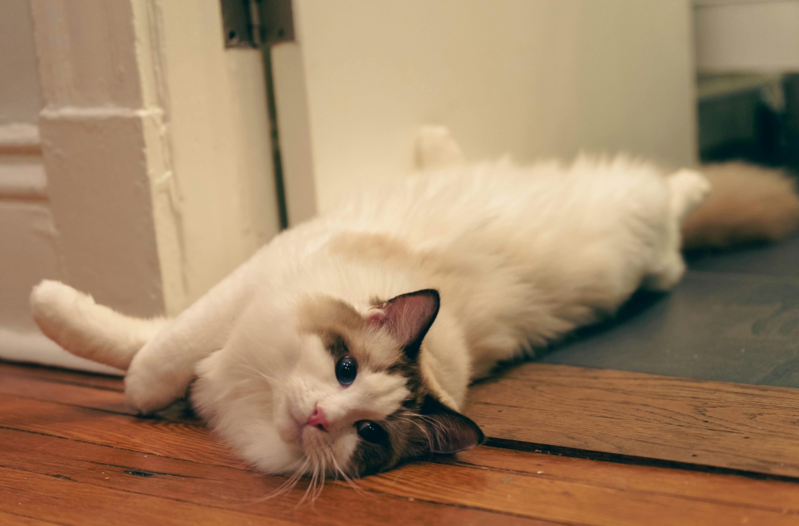 Ragdoll Cat Care: What You Need to Know
